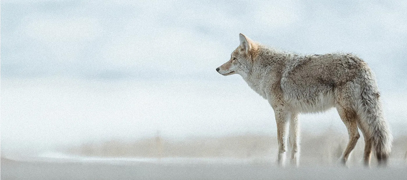 Jacques Marie Mage Yellowstone by leidmann