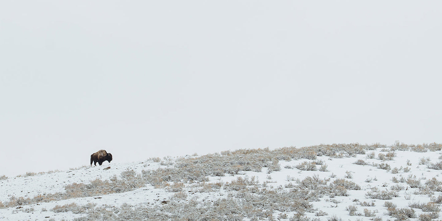JMM Yellowstone VI by leidmann