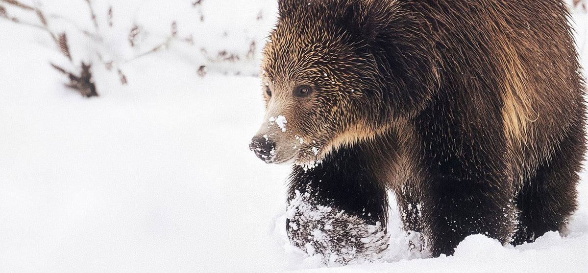 Jacques Marie Mage Yellowstone VII
