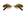 Cartier 0433S | 002