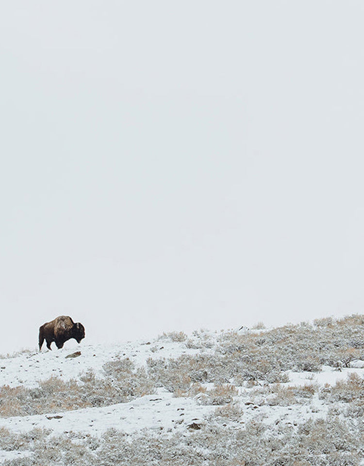 JMM Yellowstone VI
